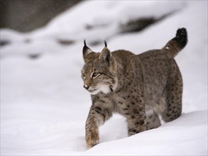 Northern Lynx (Lynx lynx) walking through snow