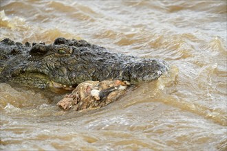 Nile Crocodile (Crocodylus niloticus) in the Mara River with remnants of a carcass in its mouth