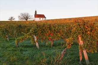 Autumnal vineyards