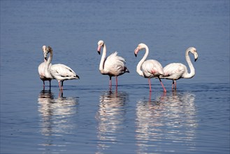 Greater Flamingos (Phoenicopterus roseus)