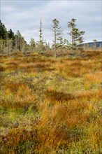Bodebruch raised bog in autumn