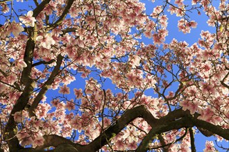 Blossoming magnolia tree