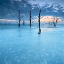 Frozen Lake Geiseltal with dead trees in winter