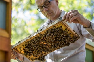 Beekeeper examines a honeycomb with honey bees (Apis) at his stock