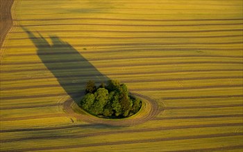 Harvested field with group of trees and long shadows