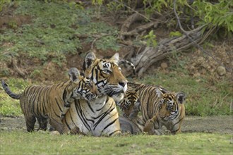 Bengal Tigers (Panthera tigris tigris)