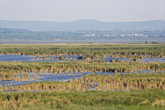 Reed beds on Lake Neusiedl
