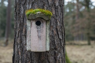 Moss-covered bird house