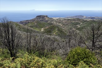 View from the summit of Garajonay on charred shrubs