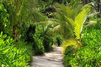 Tropical vegetation on the path to Grand Anse beach