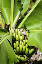 Banana plant (Musa)
