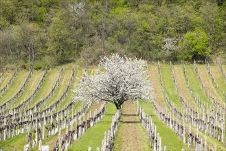 Blossoming cherry trees in vineyards
