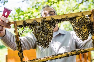 Beekeeper examines a honeycomb with honey bees (Apis) at his stock