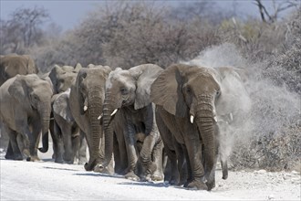 A herd of African Elephants (Loxodonta africana) dust bathing while walking on path