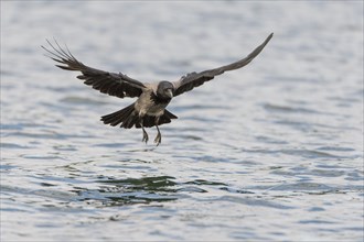 Hooded Crow (Corvus corone cornix) hunting for fish on a lake