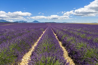 Rows of blooming purple lavender