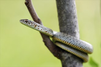 Blotched Snake (Elaphe sauromates)
