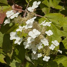 Oakleaf Hydrangea (Hydrangea quercifolia)