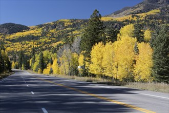 Stretch of the US 160 road at Wolf Creek Pass during the Indian Summer