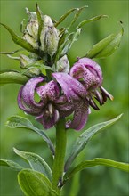 Martagon Lily (Lilium martagon)