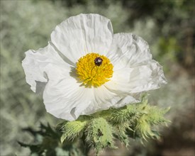 Prickly Poppy (Argemone sp.)