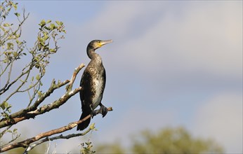 Common Cormorant (Phalacrocorax carbo) perched on a tree