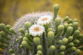 Flowers of Saguaro (Carnegiea gigantea)