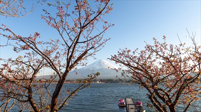 Cherry trees