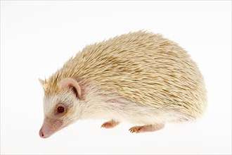 Four-toed Hedgehog or African Pygmy Hedgehog (Atelerix albiventris)