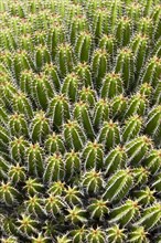 Euphorbia echinus