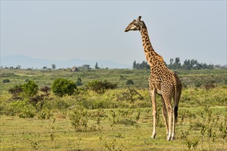 Giraffe (Giraffa camelopardalis)