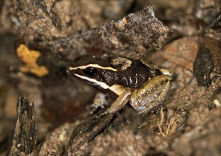 Brilliant-thighed Poison Frog (Allobates femoralis)