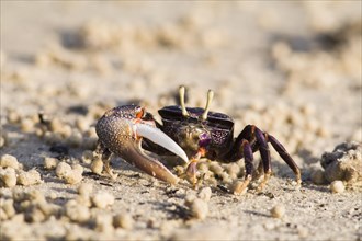 West African Fiddler Crab (Uca tangeri)