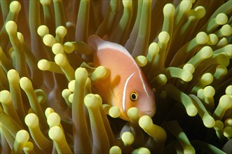 Pink skunk clownfish or pink anemonefish (Amphiprion perideraion)