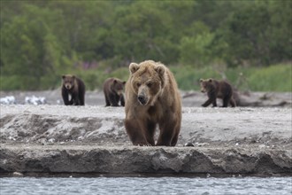 Brown bear (Ursus arctos) mother with cubs