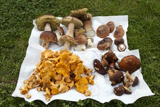 Collected porcini mushrooms (Boletus)