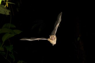 Jamaican Fruit Bat (Artibeus jamaicensis) flying at night