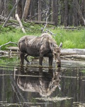 Cow Moose (Alces alces) feeding on aquatic plants in a pond