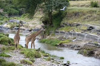 Masai giraffes (Giraffa camelopardalis tippelskirchi) at the Talek River