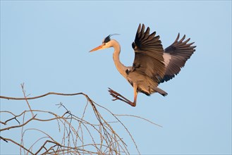 Grey heron (Ardea cinerea) on approach to tree