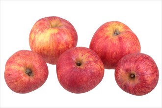 Red Gravenstein apple variety