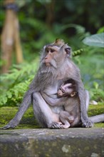Crab-eating macaque (Macaca fascicularis) with young in the Ubud Monkey Forest
