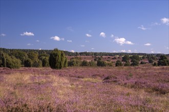 Countryside with flowering Heather (Calluna vulgaris)