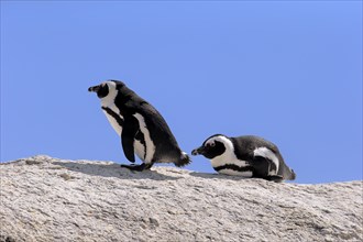 African Penguins (Spheniscus demersus)