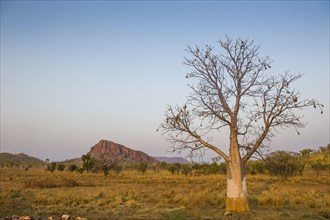 Solitary Baobab Tree (Adansonia sp.)