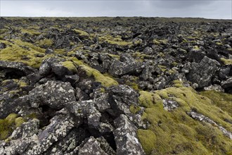 Elongate Rock Moss (Niphotrichum elongatum) growing in a lava field