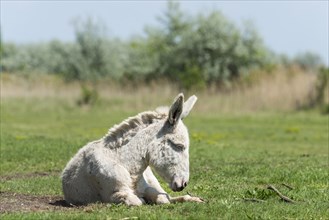 Austria-Hungarian white donkey or Baroque Donkey (Equus asinus asinus) on pasture