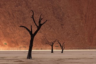 Dead trees in front of a sand dune