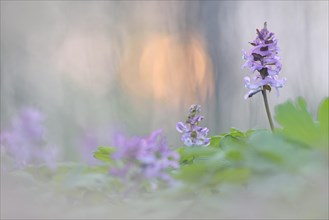 Hollowroot (Corydalis cava)