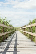 Wooden boardwalk surrounded by reed in summertime